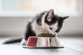 Kitten Food