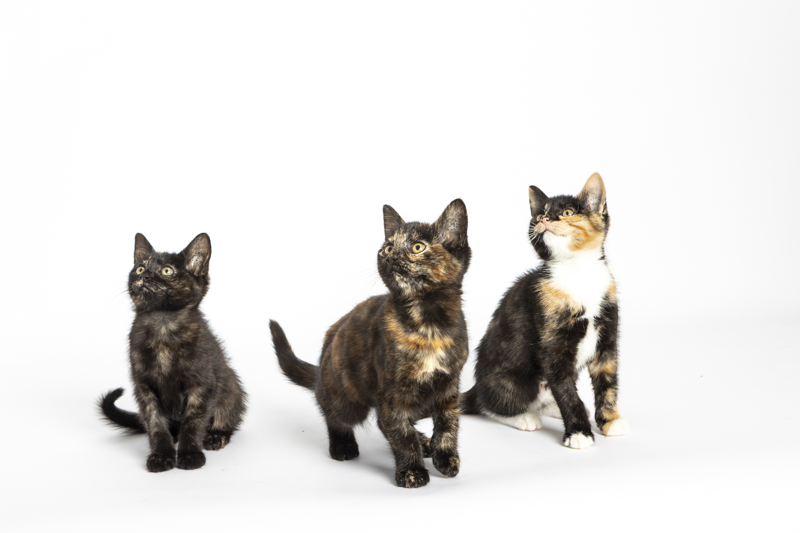 Apply to Foster Care 